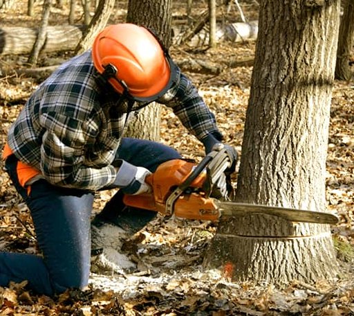 Tree Removal in North Berwick, ME